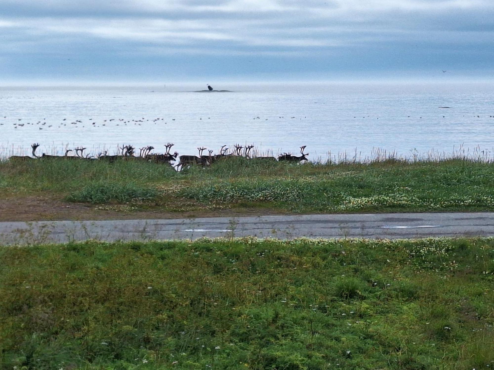 Feriehus Ved Barentshavet - Holiday Home By The Barents Sea Ytre Kiberg المظهر الخارجي الصورة